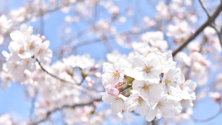 桜の花