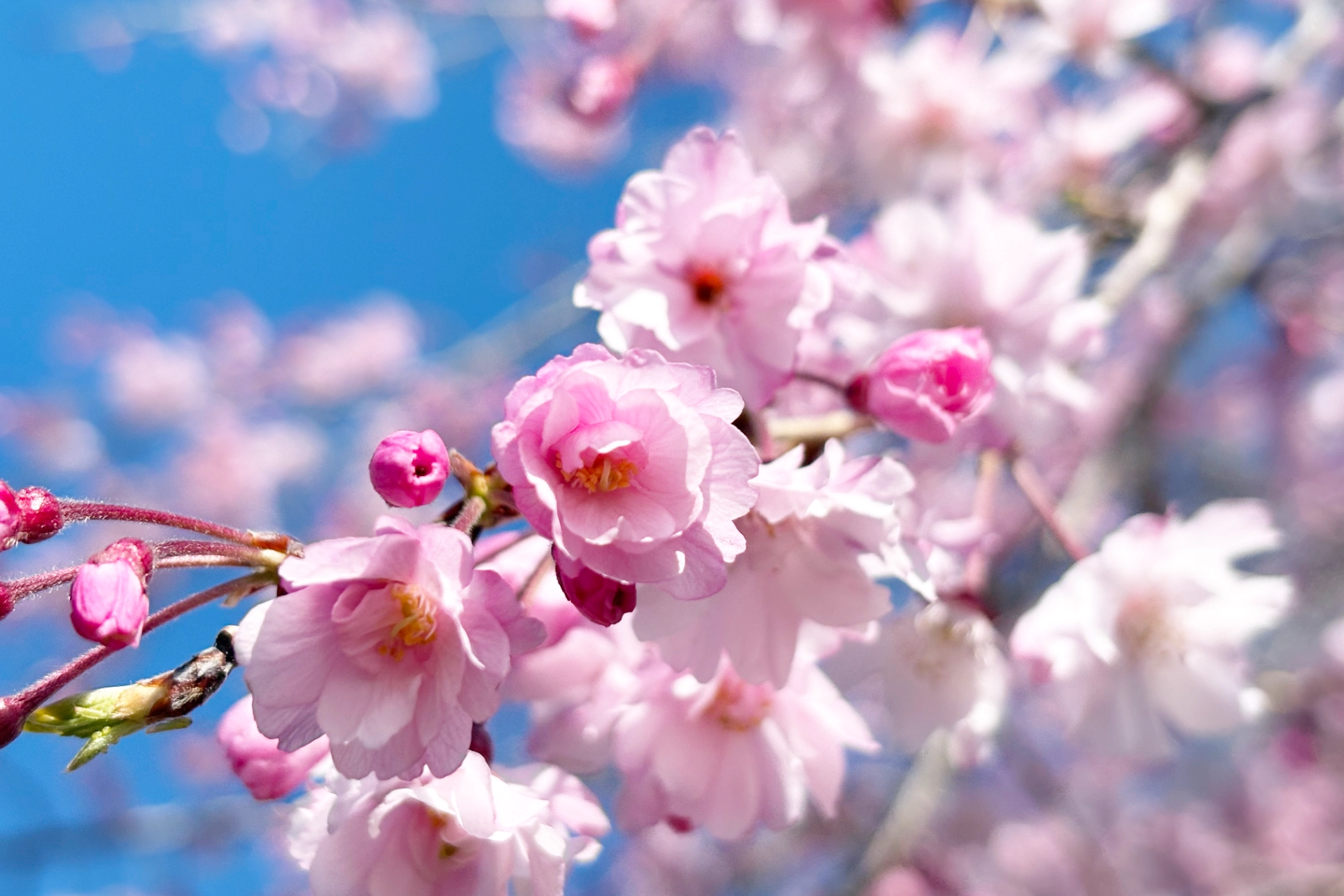桜の花