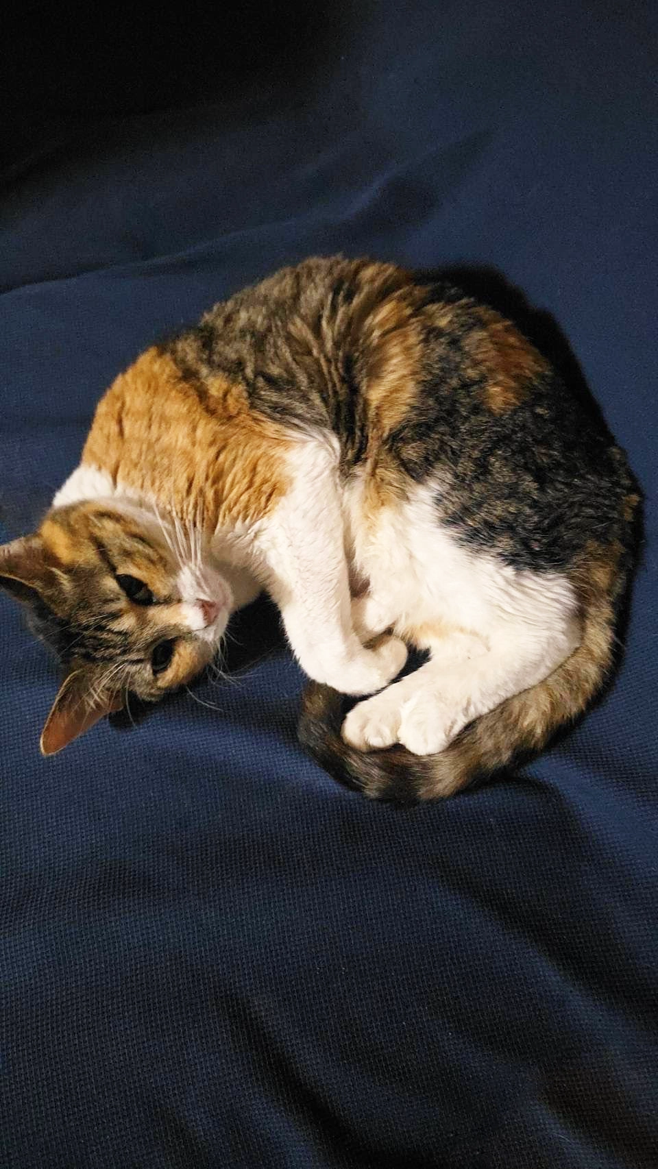 ひまわり
