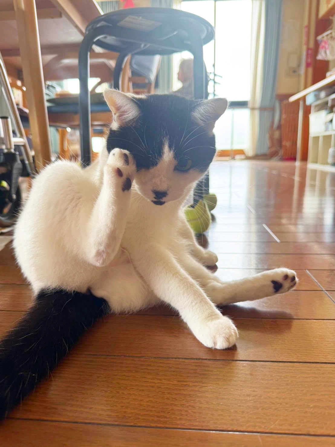 おまめ
